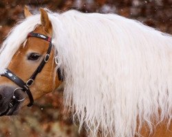 Dressurpferd Niklas 105 (Haflinger, 2012, von Nytos W)