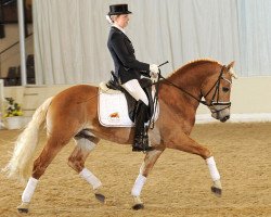 stallion Nytos W (Haflinger, 2005, from Novaris)