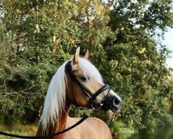 broodmare Melody M (Haflinger, 2010, from Anatol)