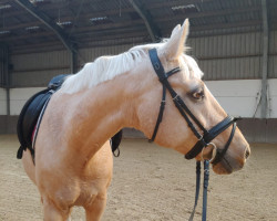 Zuchtstute Golden Ginga (Deutsches Reitpony, 2005, von FS Golden Highlight)