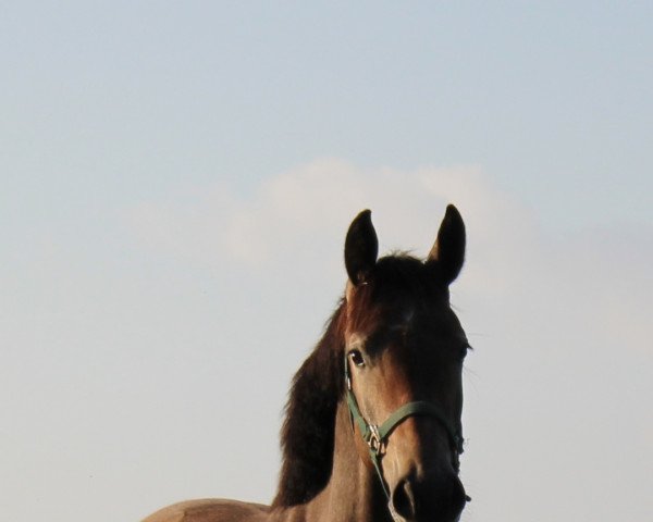 Springpferd Charlina KM Z (Zangersheide Reitpferd, 2020, von CHARTHAGO BLUE OLD)