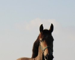 jumper Charlina KM Z (Zangersheide riding horse, 2020, from Charthago Blue OLD)