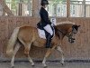 dressage horse Cheyenne 1174 (Haflinger, 2005, from Asil)