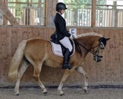 dressage horse Cheyenne 1174 (Haflinger, 2005, from Asil)