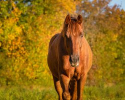 dressage horse Let‘s Dance BG (Hanoverian, 2019, from Livaldon)