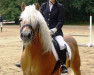 Deckhengst Aramis (Haflinger, 1996, von Albatros)