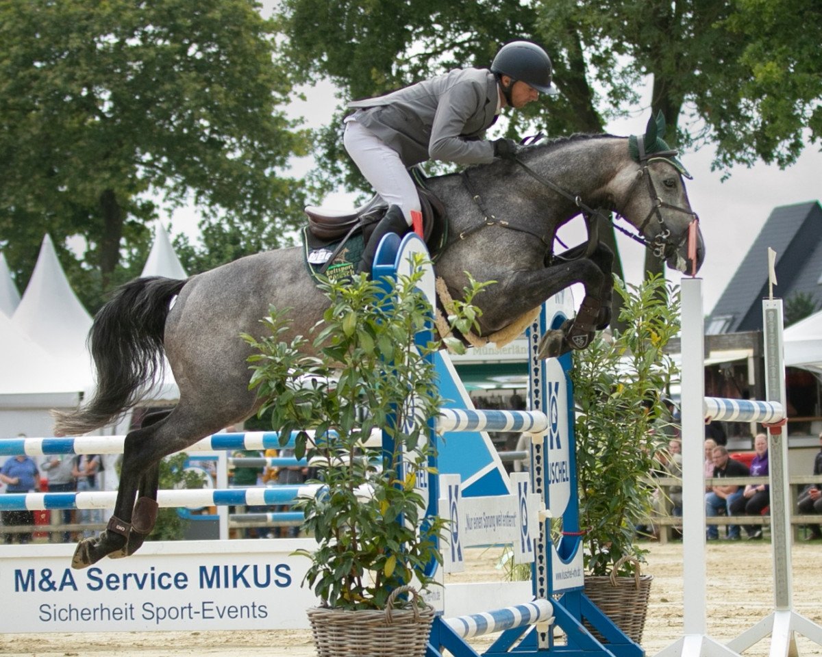 stallion Amaranth AA (Little-Poland (malopolska), 2018, from Hebron)
