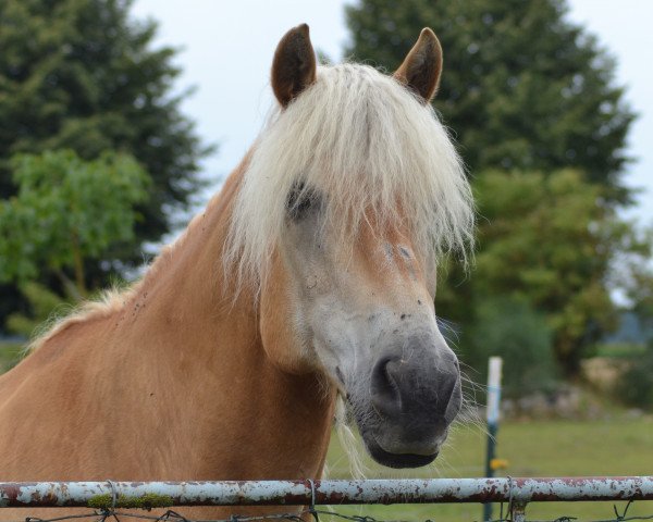 horse Askan (Haflinger, 2002, from Aramis)