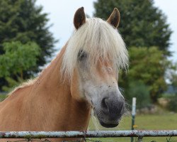 horse Askan (Haflinger, 2002, from Aramis)