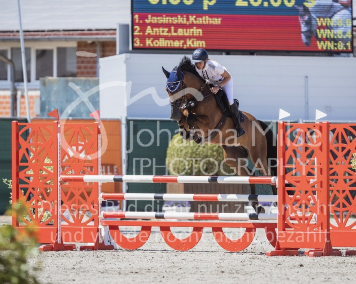 jumper Tabe's Valerio (Oldenburg show jumper, 2013, from Valeron)