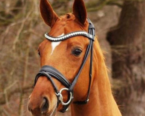 dressage horse Ellie Be Goode (Hanoverian, 2016, from Edward 28)