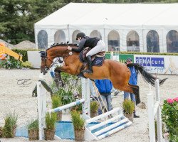 jumper Neugschwents Contex (Oldenburg show jumper, 2013, from Contendro I)