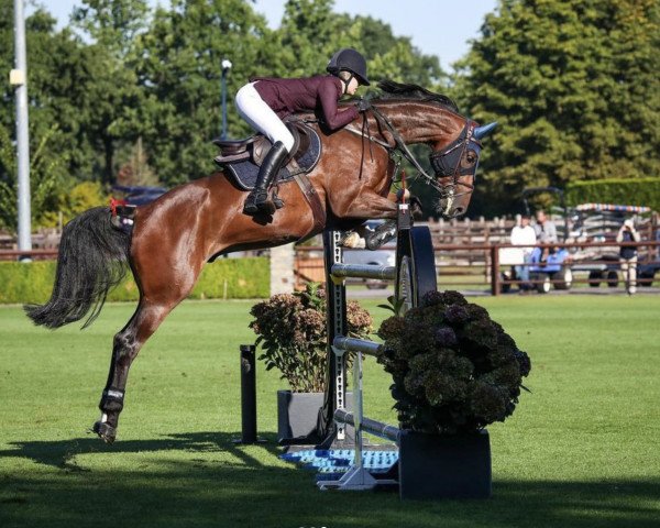 Springpferd Corlestan RP (Deutsches Sportpferd, 2015, von Cellestial)