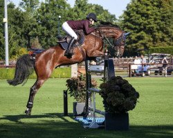 jumper Corlestan RP (German Sport Horse, 2015, from Cellestial)
