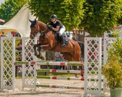 Springpferd Coulter Hh (Zangersheide Reitpferd, 2017, von Capital Colnardo)