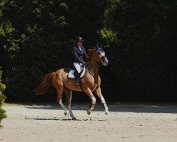 jumper Quivaldi van de Brouwershoeve (Belgian Warmblood, 2016, from De Flor 111 Z)