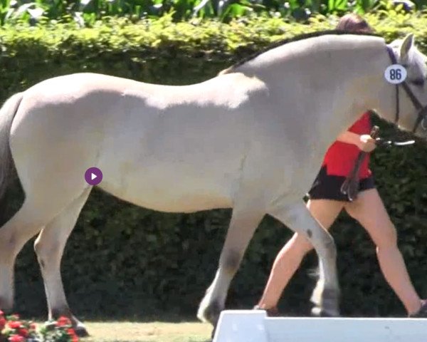 broodmare Olinda (Fjord Horse, 2015, from Orsistan)