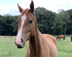 jumper Callisto IB (Oldenburg show jumper, 2020, from Collado)