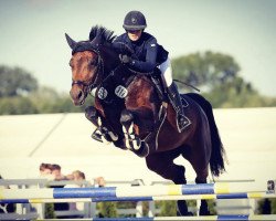 jumper Contendra Fk (Oldenburg show jumper, 2010, from Contendro I)