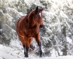 broodmare Tarragona xx (Thoroughbred, 2007, from Auenadler xx)