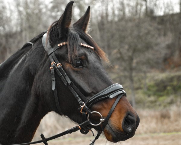 Springpferd Gretchen Glamour (Mecklenburger, 2018, von Great Schufro)