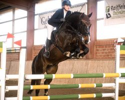 jumper Casalido S (Oldenburg show jumper, 2016, from Casalido)