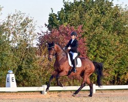 dressage horse Bon Xavier (Oldenburg, 2012, from Bordeaux 28)