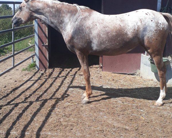 dressage horse Finezja 6 (Polish Warmblood, 2011, from Boves)