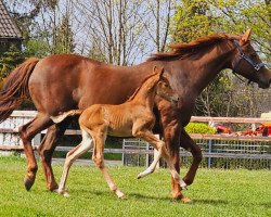 jumper Diva Corrado (Westphalian, 2023, from Dia Corrado)