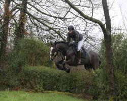 horse Pollux (Romanian Warmblood, 2012, from Diam's de Trevira)