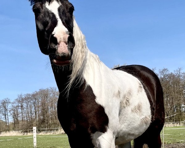 horse Nari Ibn Naasik (Arabian, 2006, from Naasik ox)