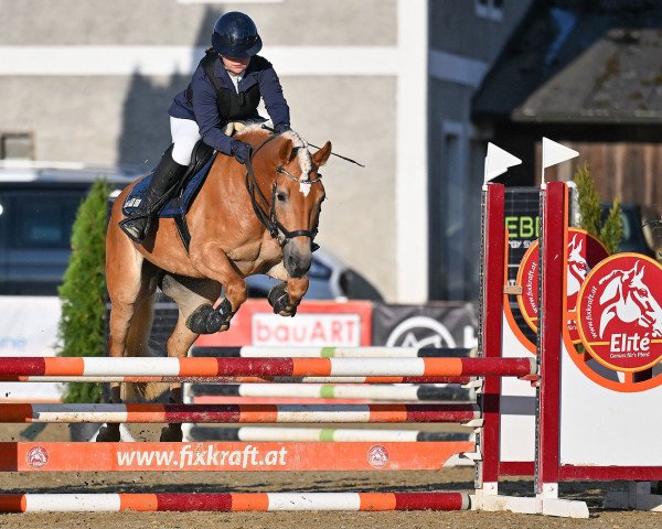 Pferd Charlotta 72 (Österreichisches Warmblut, 2012, von Bergkristall)