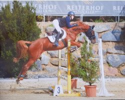 jumper Chabanga (Austrian Warmblood, 2009, from Golden Game)