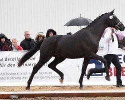 stallion Ezekiel (ex El Presidente) (Trakehner, 2019, from Bourani)