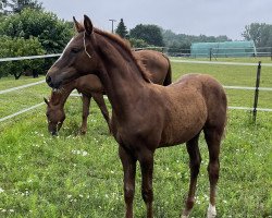 jumper Don Fredo V (Oldenburg show jumper, 2023, from Dia Corrado)