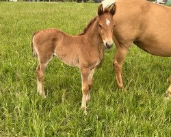 dressage horse Gucci’s Golden V (German Riding Pony, 2023, from Extra Gold)