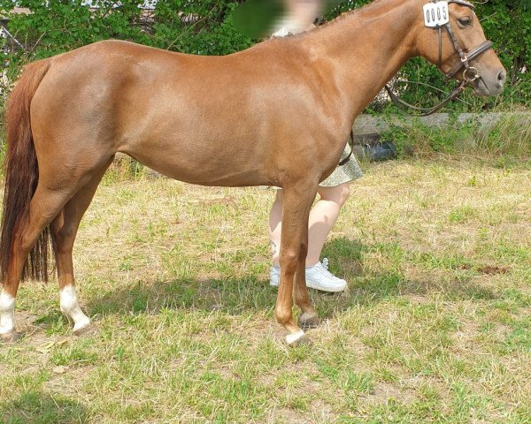 broodmare Time to move on S (German Riding Pony, 2018, from Top Carello)