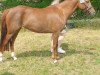 broodmare Time to move on S (German Riding Pony, 2018, from Top Carello)