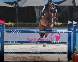 Springpferd Nikita VD Vosberg (Belgisches Warmblut, 2013, von Echo van het Spieveld)