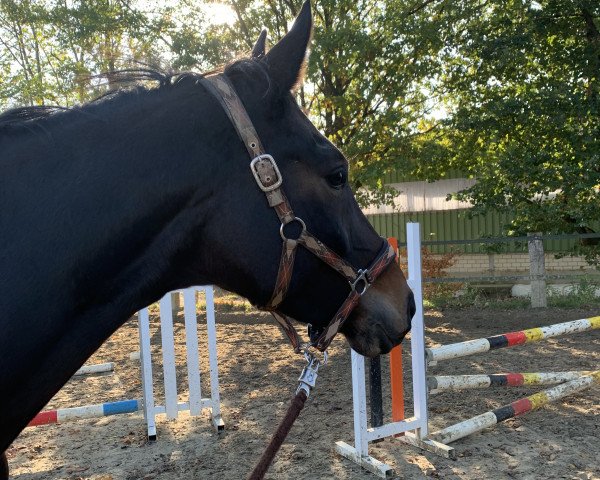 dressage horse Dornröschen 239 (Oldenburg, 2016, from De Martino)