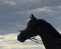 dressage horse Chestnut Ginger (unknown, 2004)