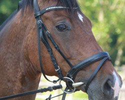 dressage horse Decurio 5 (Bavarian, 2009, from Diamond Hit)