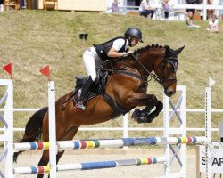 Springpferd Estate SDH (Österreichisches Warmblut, 2011)