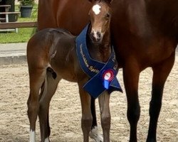 jumper Gio LH (Oldenburg show jumper, 2023, from Grandorado TN)