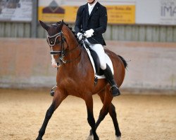 dressage horse Dollar 113 (Oldenburg, 2010, from Don Gregory)