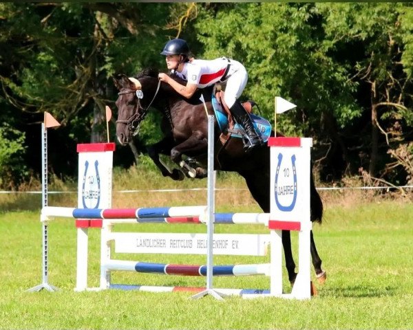 Springpferd Cosima 286 (Deutsches Reitpony, 2012, von Ginger 556)