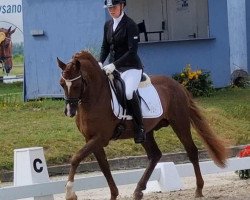 stallion Guinness Tr (German Riding Pony, 2019, from Golden Grey NRW)