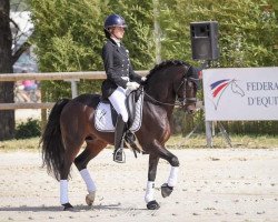 dressage horse Bandro Hit Linaro (French Pony, 2011, from Sandro Hit)