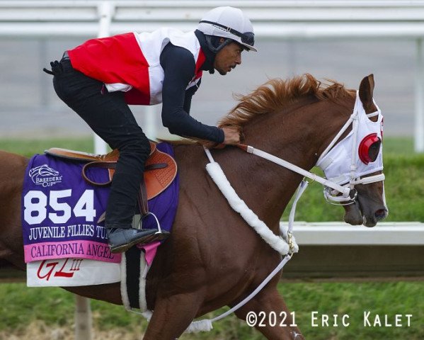 horse California Angel xx (Thoroughbred, 2019, from California Chrome xx)