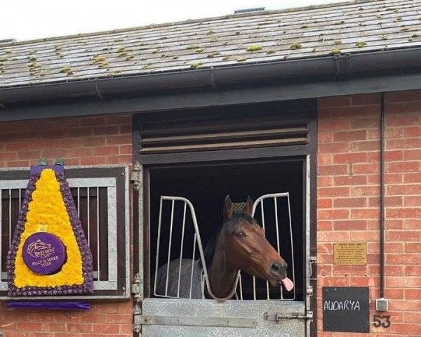 broodmare Audarya xx (Thoroughbred, 2016, from Wootton Bassett xx)